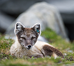 BB 13 0091 / Vulpes lagopus / Fjellrev